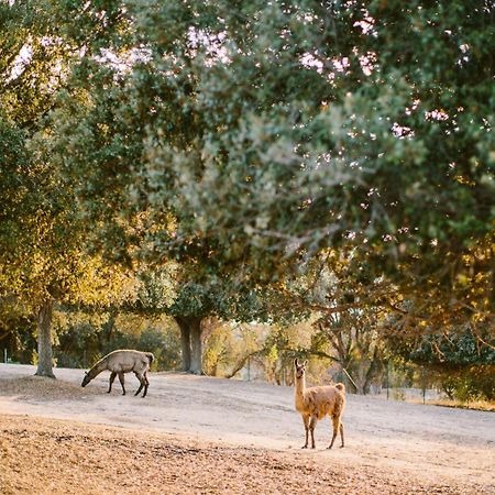 Domaine Naturiste De Riva Bella Linguizzetta Buitenkant foto