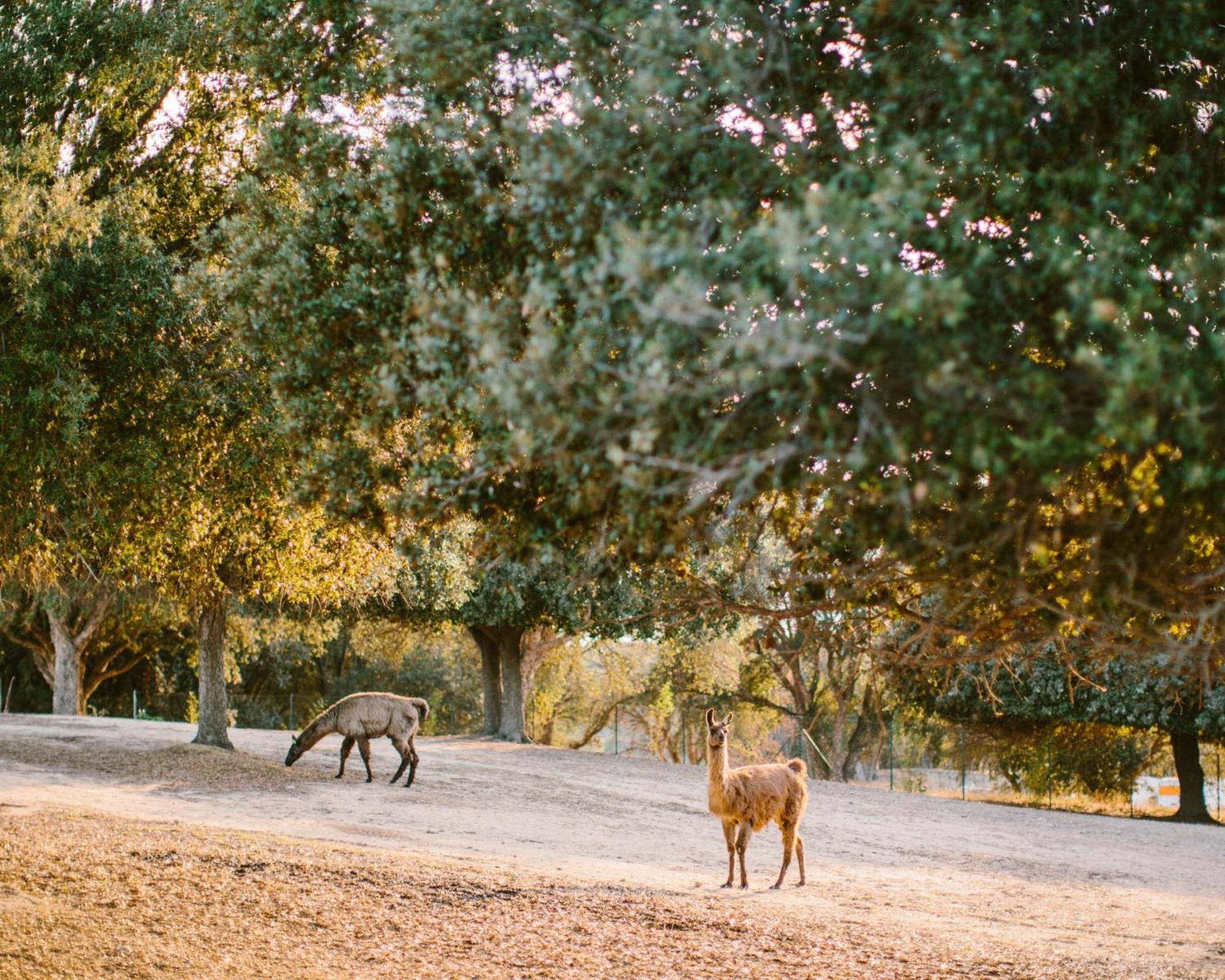 Domaine Naturiste De Riva Bella Linguizzetta Buitenkant foto