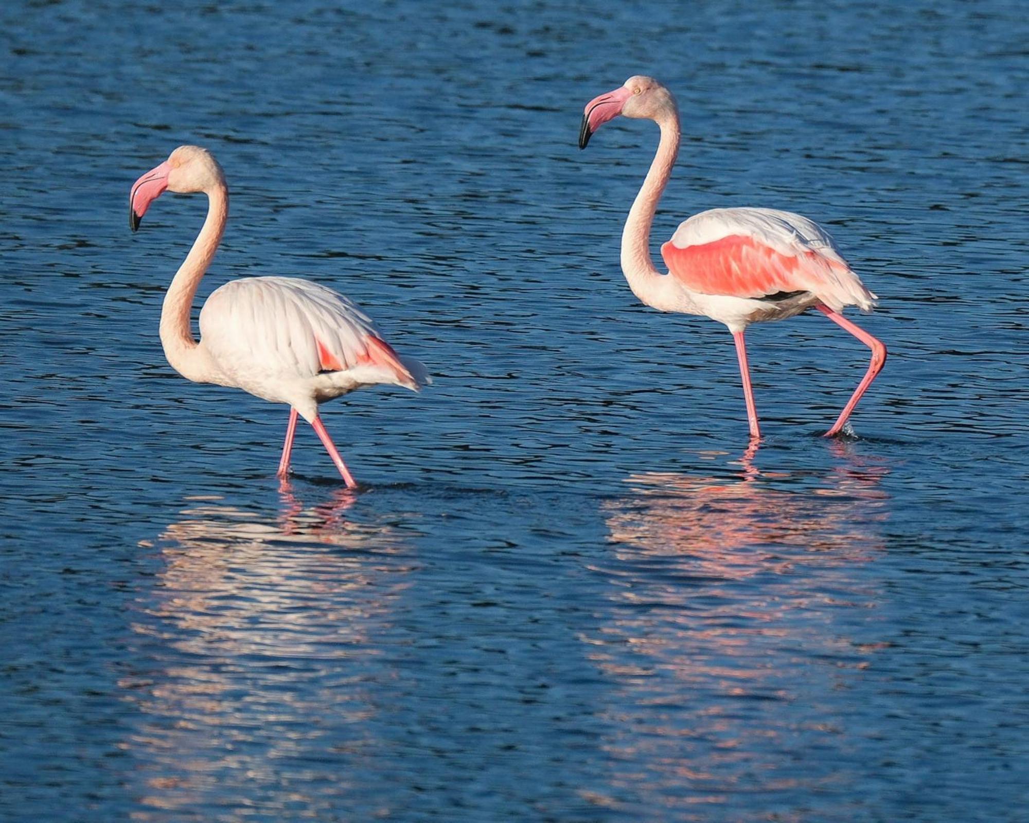 Domaine Naturiste De Riva Bella Linguizzetta Buitenkant foto